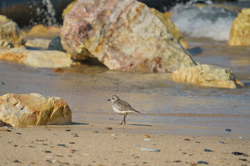 Gray Plover (Pluvialis squatarola) walking on the beach by the sea