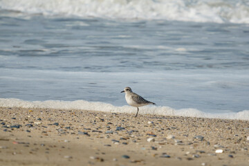 Gray Plover (Pluvialis squatarola) walking on the beach by the sea