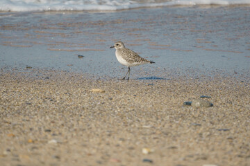 Gray Plover (Pluvialis squatarola) walking on the beach by the sea