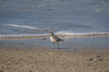Gray Plover (Pluvialis squatarola) walking on the beach by the sea