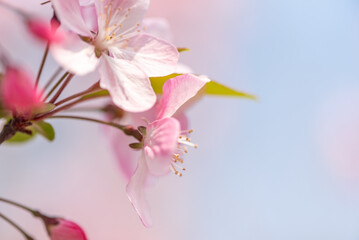 Peach tree flowers against blue sky close-up view in Chengdu, Sichuan province, China