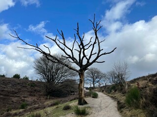 Fototapeta na wymiar Death tree at National Park Veluwezoom