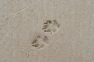 Animal footprint on the ground. Sea sand. Sand beach. Dog paw print.