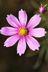 Obraz premium コスモスのクローズアップ