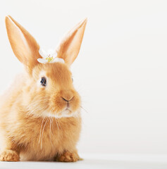 red rabbit with spring flowers on white background
