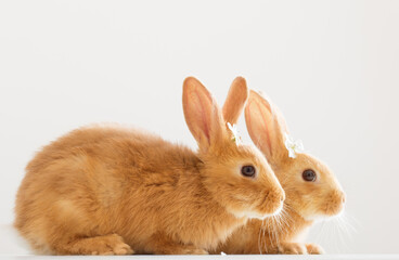 two red rabbits with spring flowers on white background