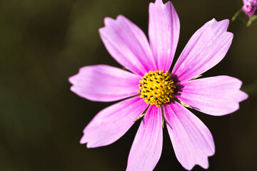 Fototapeta premium コスモスのクローズアップ