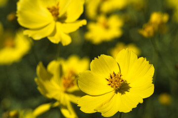 コスモスのクローズアップ