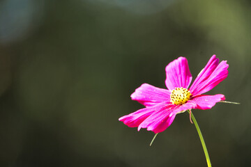 Fototapeta premium コスモスのクローズアップ