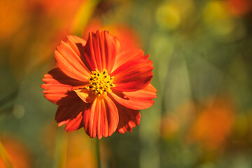 コスモスのクローズアップ