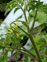 Tomato flower