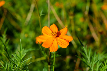 Spring flowers. Flower bed. The bee sits on a flower. Medicinal plant. Chamomile.