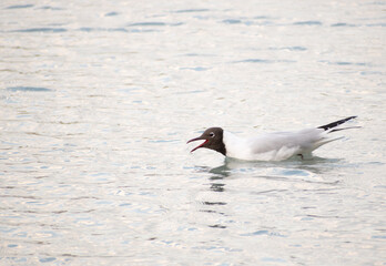 a seagull making noises in a lake