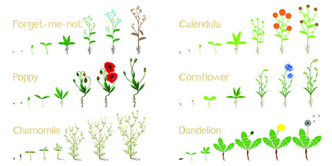 Set of growth cycles of field plants on a white background. - obrazy, fototapety, plakaty