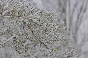 fluffy spruce branch completely covered with snow
