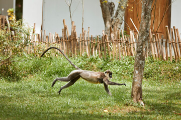 Fast running monkey in grass. Langur in motion against house in village in Sri Lanka..