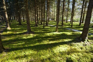 Fototapeta na wymiar path in the forest with the spring sun shinning through.