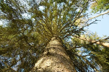 A tall tree and sky.