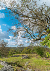 Spring landscape lonely green oak tree on a green field of lush grass against a blue sky background of sun rays and white clouds. The concept of ecology.