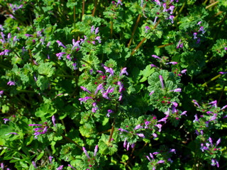 野原に咲く仏の座