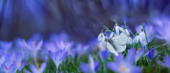 biały motyl na kwiatach przebśniegu i krokusów w piekny słoneczny dzień, wiosna w ogrodzie © meegi