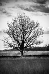 Samotne drzewo na pustkowiu w czerni i bieli - obrazy, fototapety, plakaty