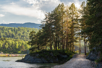 Road through big fir trees along Chemal river in Altai in summer