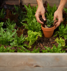 Gardening...its cheaper than therapy. Cropped shot of a man hands planting some leafy vegetables in a garden box.