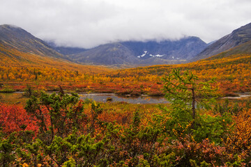 Autumn colorful tundra on the background mountain peaks in cloudy weather. Mountain landscape in Kola Peninsula, Arctic, Khibiny Mountains.