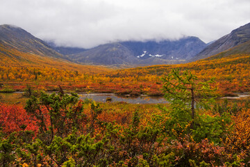 Autumn colorful tundra on the background mountain peaks in cloudy weather. Mountain landscape in...