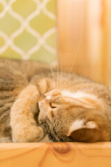 眠る猫