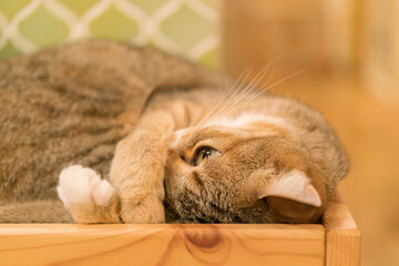眠る猫
