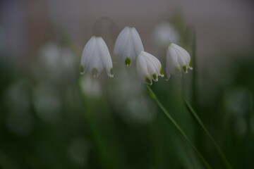 揺れるスノーフレーク