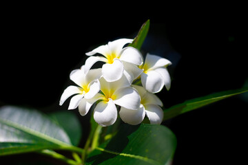 White frangipani flowers on a black background. Beauty in nature. Tropical exotic plants