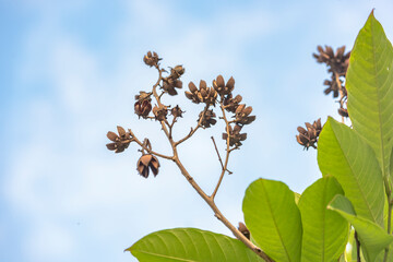 leaves and blue sky