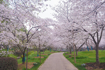 Early Spring Scenery of Cherry Blossom Garden in East Lake Scenic Area, Wuhan City, Hubei Province