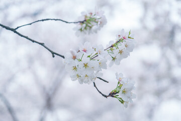 Early Spring Scenery of Cherry Blossom Garden in East Lake Scenic Area, Wuhan City, Hubei Province