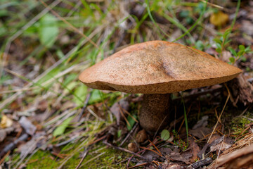 Leccinum scabrum. Common boletus with a large hat in the forest.
