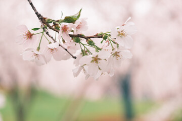 Early Spring Scenery of Cherry Blossom Garden in East Lake Scenic Area, Wuhan City, Hubei Province