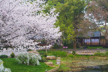 Early Spring Scenery of Cherry Blossom Garden in East Lake Scenic Area, Wuhan City, Hubei Province