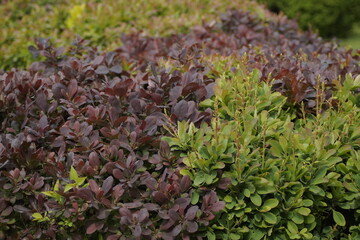 A bush in the spring in the park is photographed closely. Leaves of different colors.