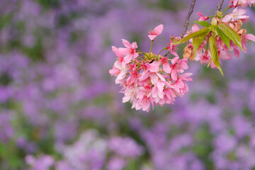 Early Spring Scenery of Cherry Blossom Garden in East Lake Scenic Area, Wuhan City, Hubei Province