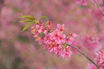 Obraz premium Early Spring Scenery of Cherry Blossom Garden in East Lake Scenic Area, Wuhan City, Hubei Province