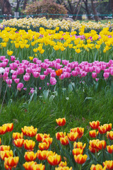Early Spring Scenery of Cherry Blossom Garden in East Lake Scenic Area, Wuhan City, Hubei Province