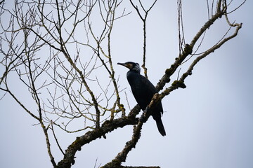 Kormoran auf einem Ast sitzend, Phalacrocorax carbo in winterlichem Federkleid