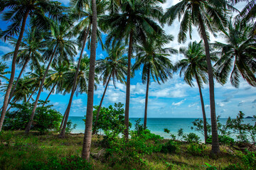 Close nature background That can be seen (rivers, mountains, fog, clouds) scattered around, with beautiful morning sunshine, panoramic tree wallpaper