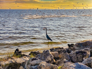Fototapeta na wymiar Heron on the beach at dawn