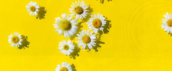 Chamomile flowers on a yellow water background with concentric circles from a drop. Top view Flat lay. Banner