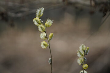 Weidekätzchen im Detail, Blüte einer Weide, Weidengewächse, Blütenkätzchen einer Salix fragilis