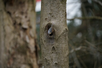 Kleiber  oder Spechtmeise beim Bau seines Nestes, Sitta europaea
